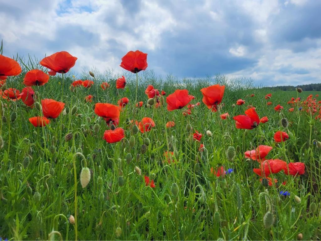 Gizycko-Przerwanki Domki Widok Na Mazury Dış mekan fotoğraf