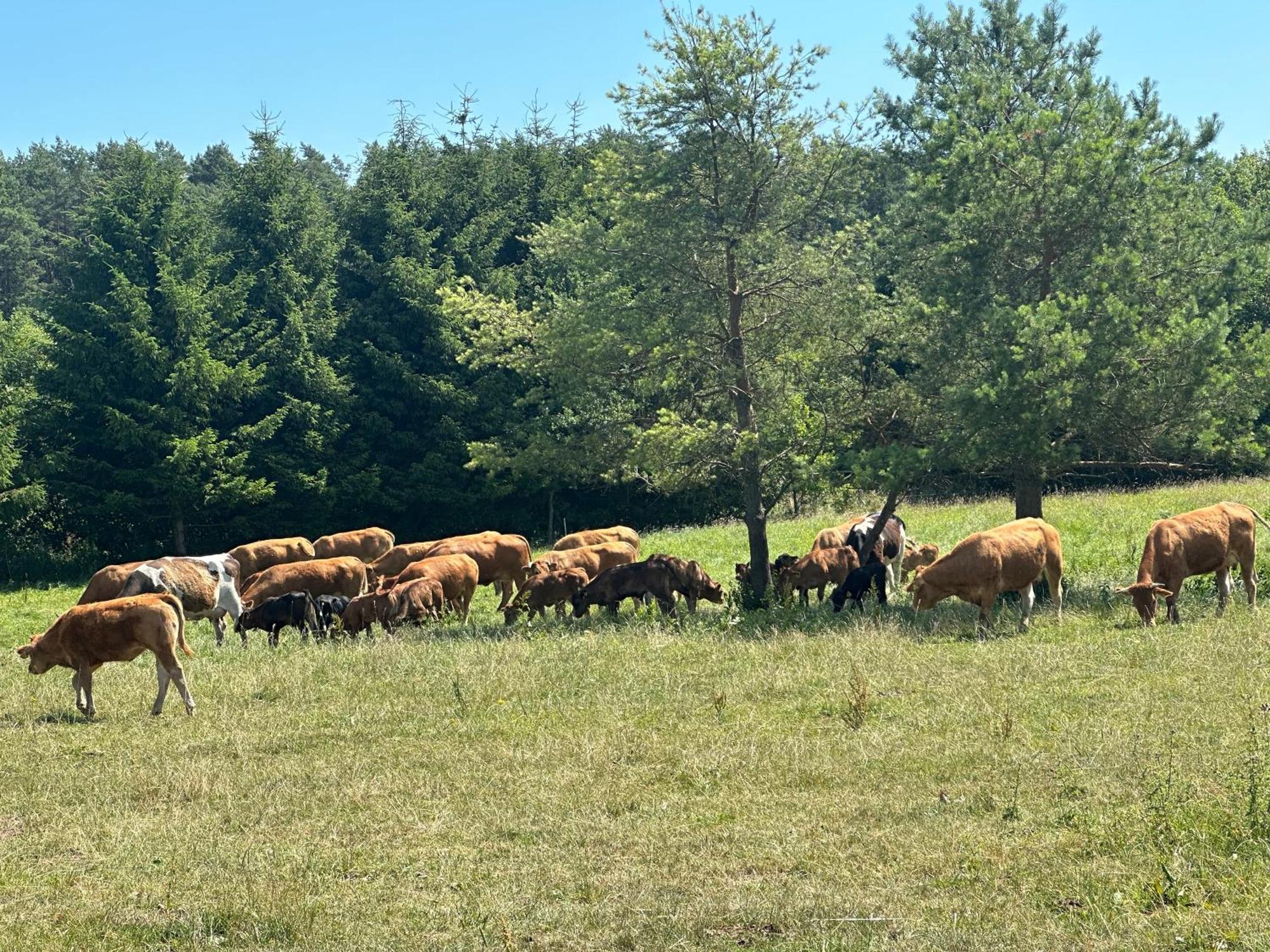 Gizycko-Przerwanki Domki Widok Na Mazury Dış mekan fotoğraf