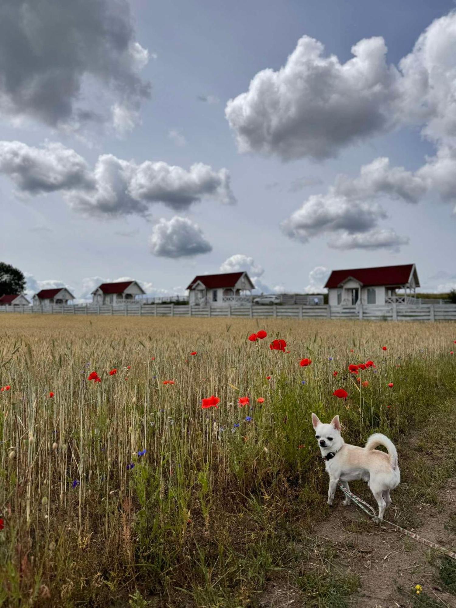 Gizycko-Przerwanki Domki Widok Na Mazury Dış mekan fotoğraf